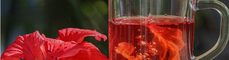 Hibiscus 755x200