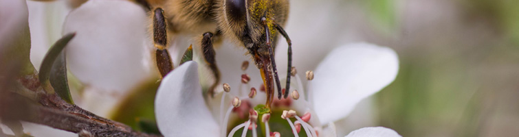 Manuka-Honing_shutterstock_737355097