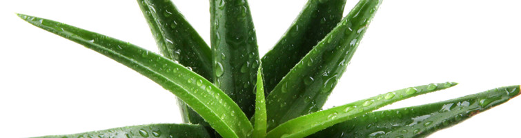 aloë vera