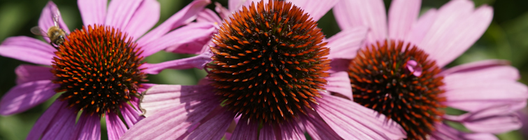 Echinacea purpurea (rode zonnehoed)