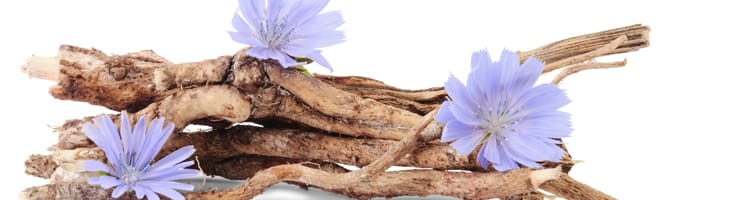 cichoreiwortel