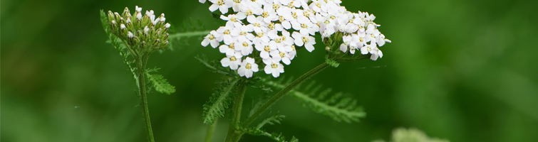 duizendblad
